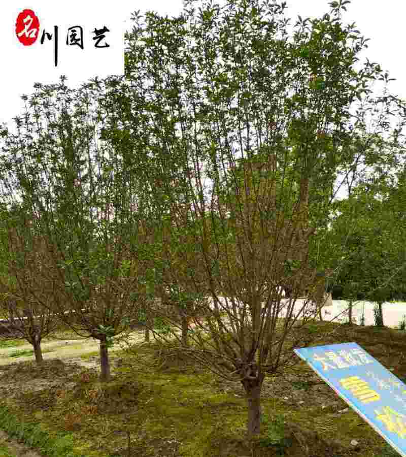 北美海棠工程绿化苗木基地出售5-15公分北美海棠