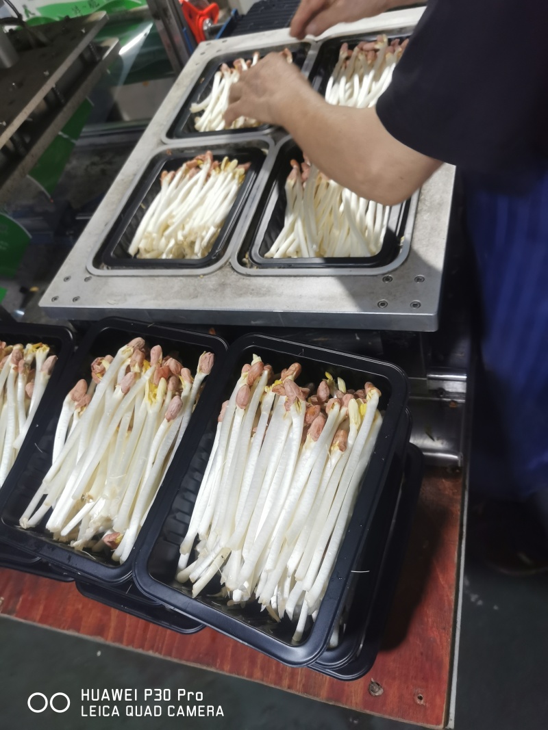 【花生芽】聊城花生芽大量供应对接全国市场电商商超
