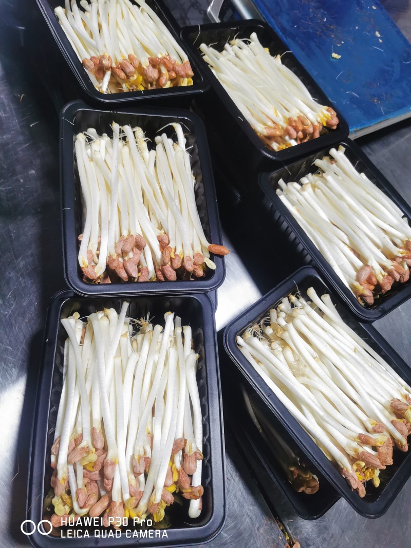 【花生芽】聊城花生芽大量供应对接全国市场电商商超