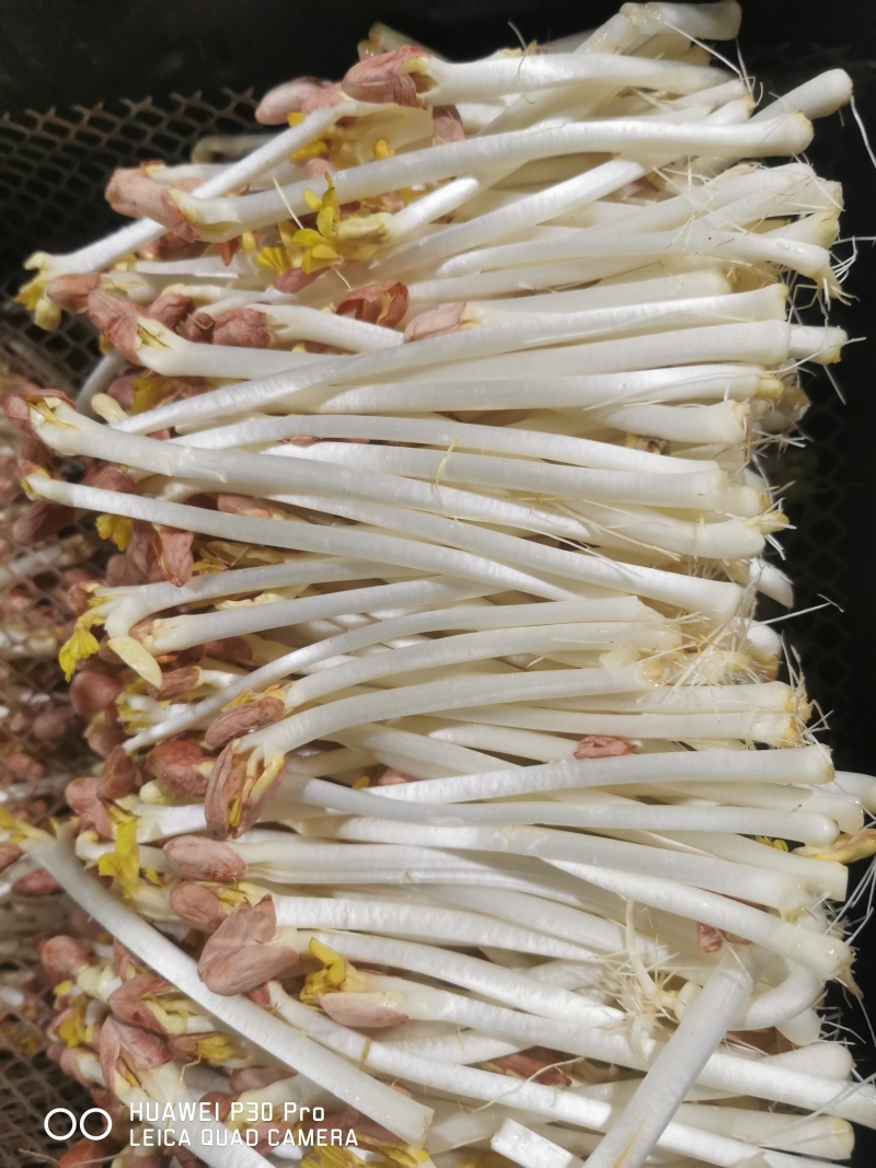 【花生芽】聊城花生芽大量供应对接全国市场电商商超