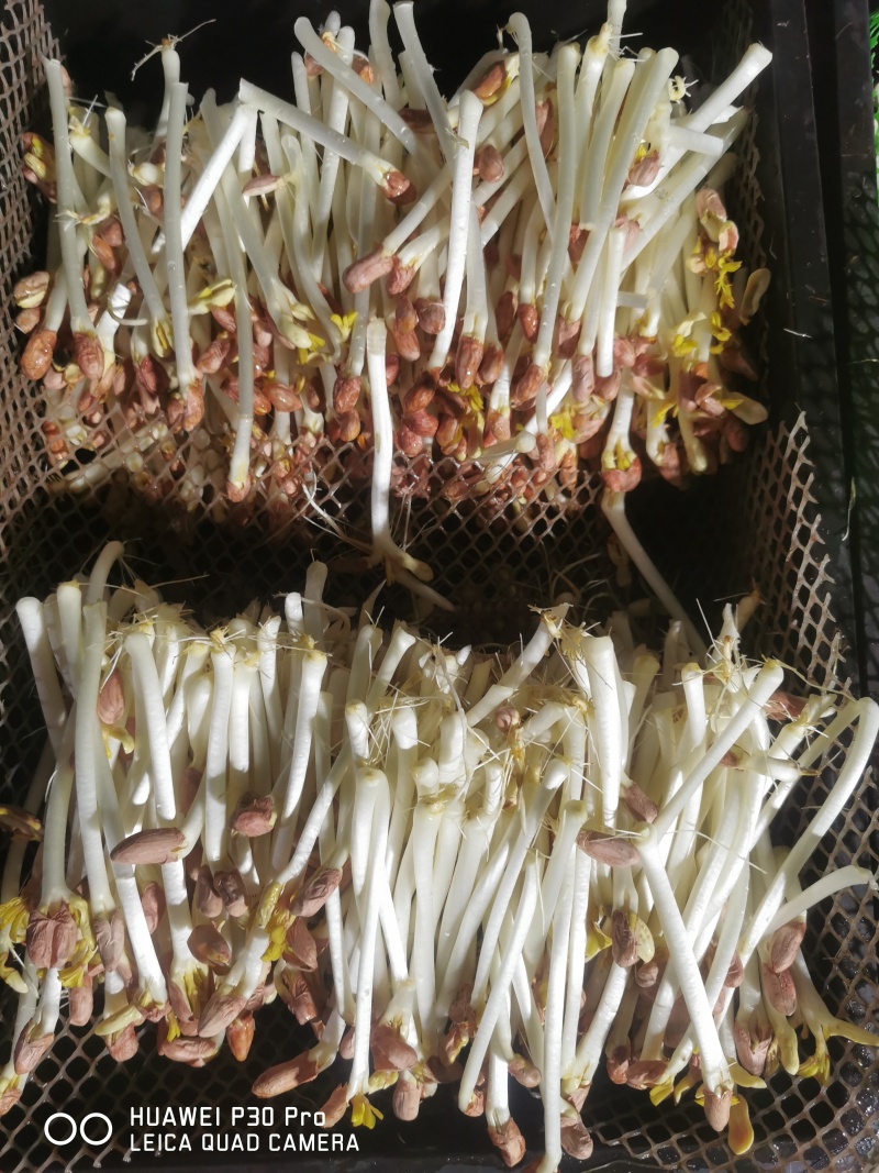 【花生芽】聊城花生芽大量供应对接全国市场电商商超