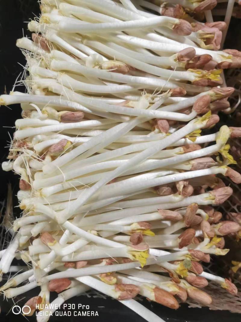 【花生芽】聊城花生芽大量供应对接全国市场电商商超