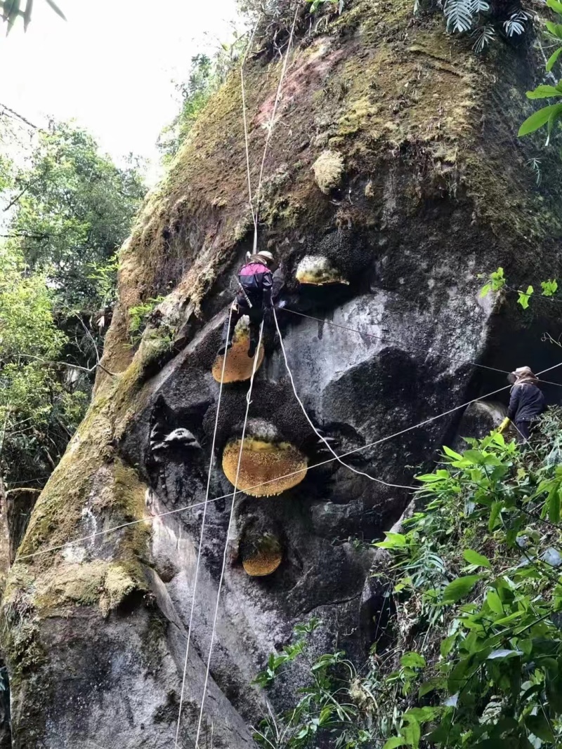 野生土蜂蜜对接全国可视频看货欢迎各地老板联系咨询