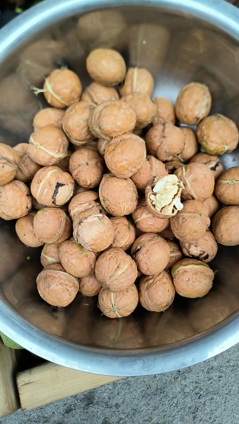 山西礼品2青皮核桃成熟早，个头大，青皮薄，仁子白，吃着香
