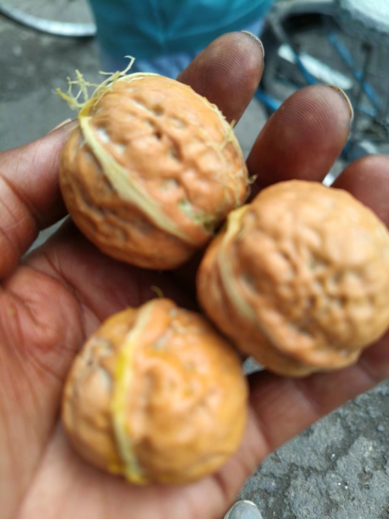 山西礼品2青皮核桃成熟早，个头大，青皮薄，仁子白，吃着香