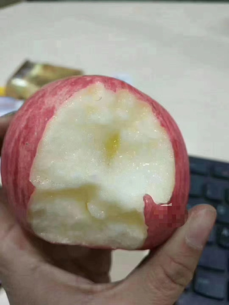 陕西苹果嘎啦苹果大量有货欢迎致电合作可视频