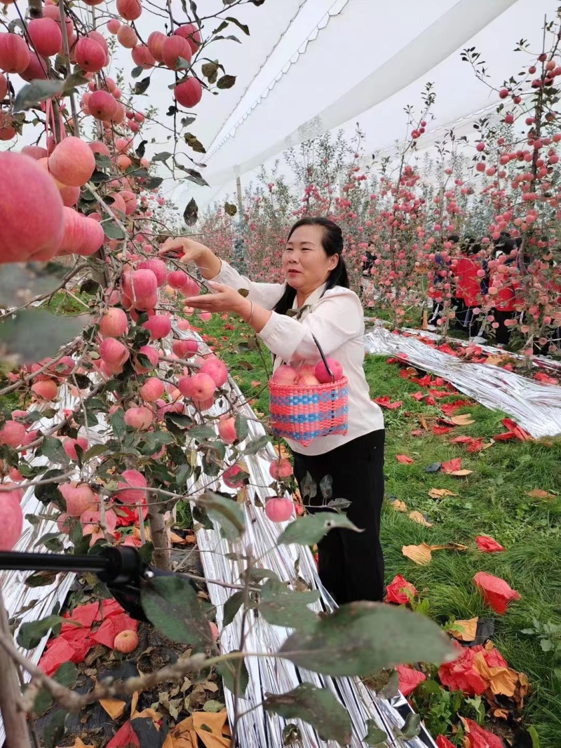 陕西苹果嘎啦苹果大量有货欢迎致电合作可视频