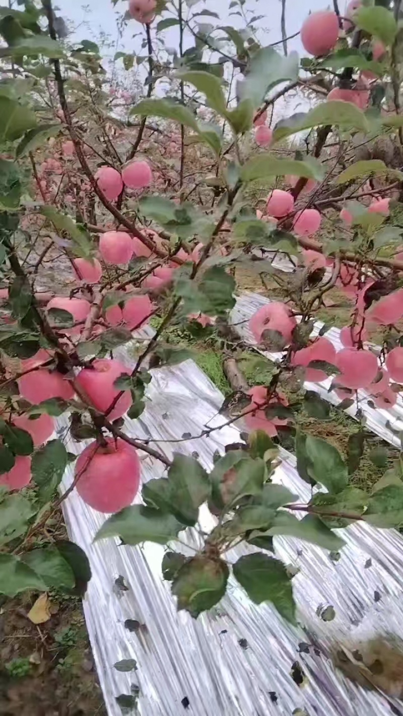 陕西苹果嘎啦苹果大量有货欢迎致电合作可视频