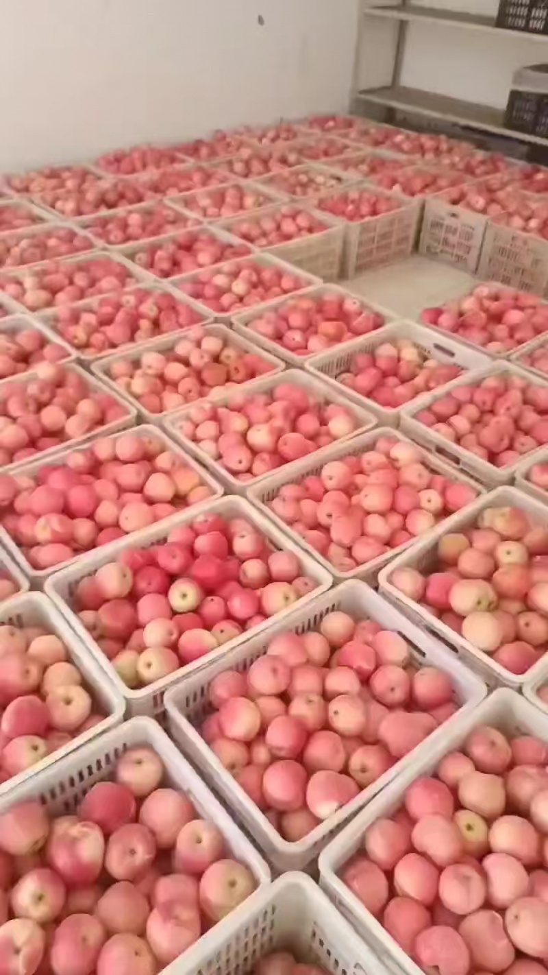 陕西苹果嘎啦苹果大量有货欢迎致电合作可视频