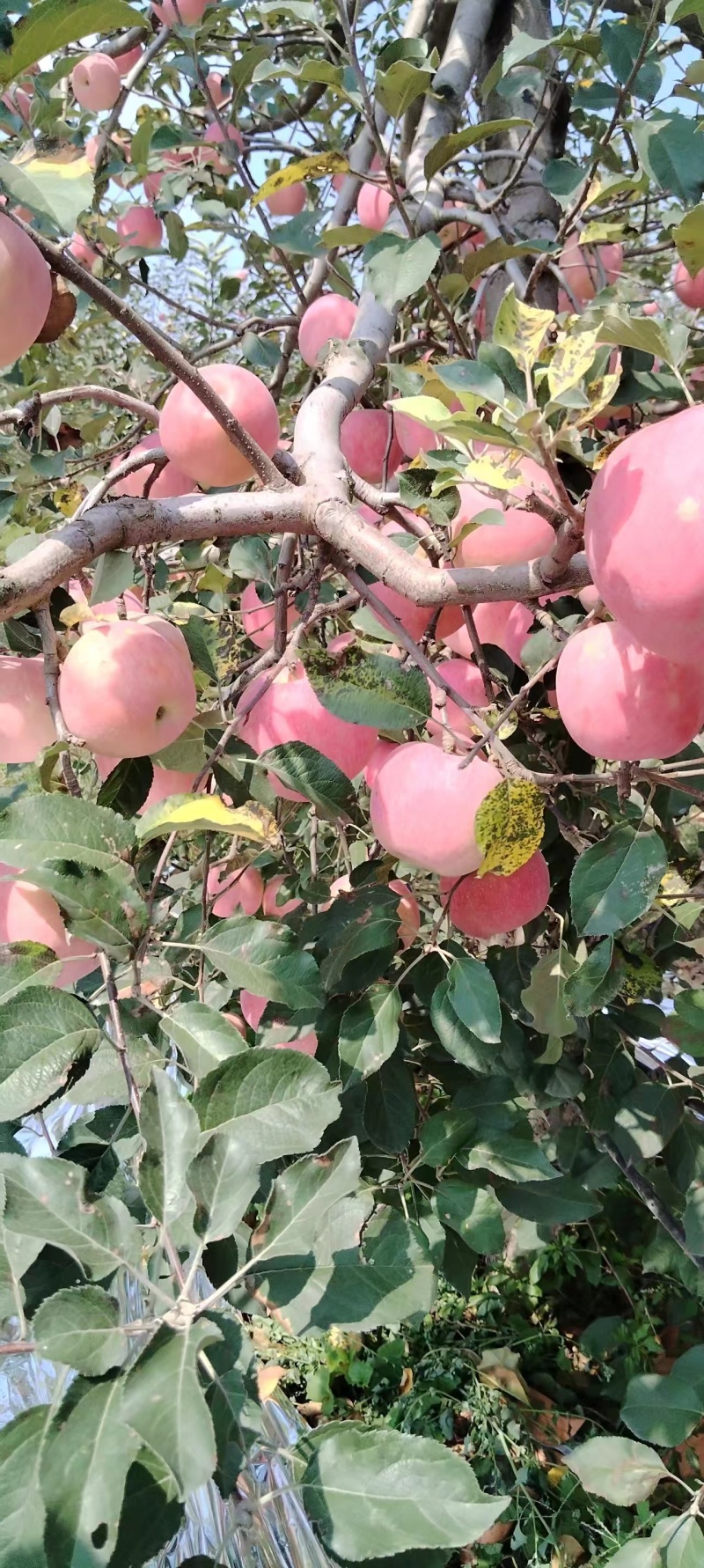 陕西苹果嘎啦苹果大量有货欢迎致电合作可视频