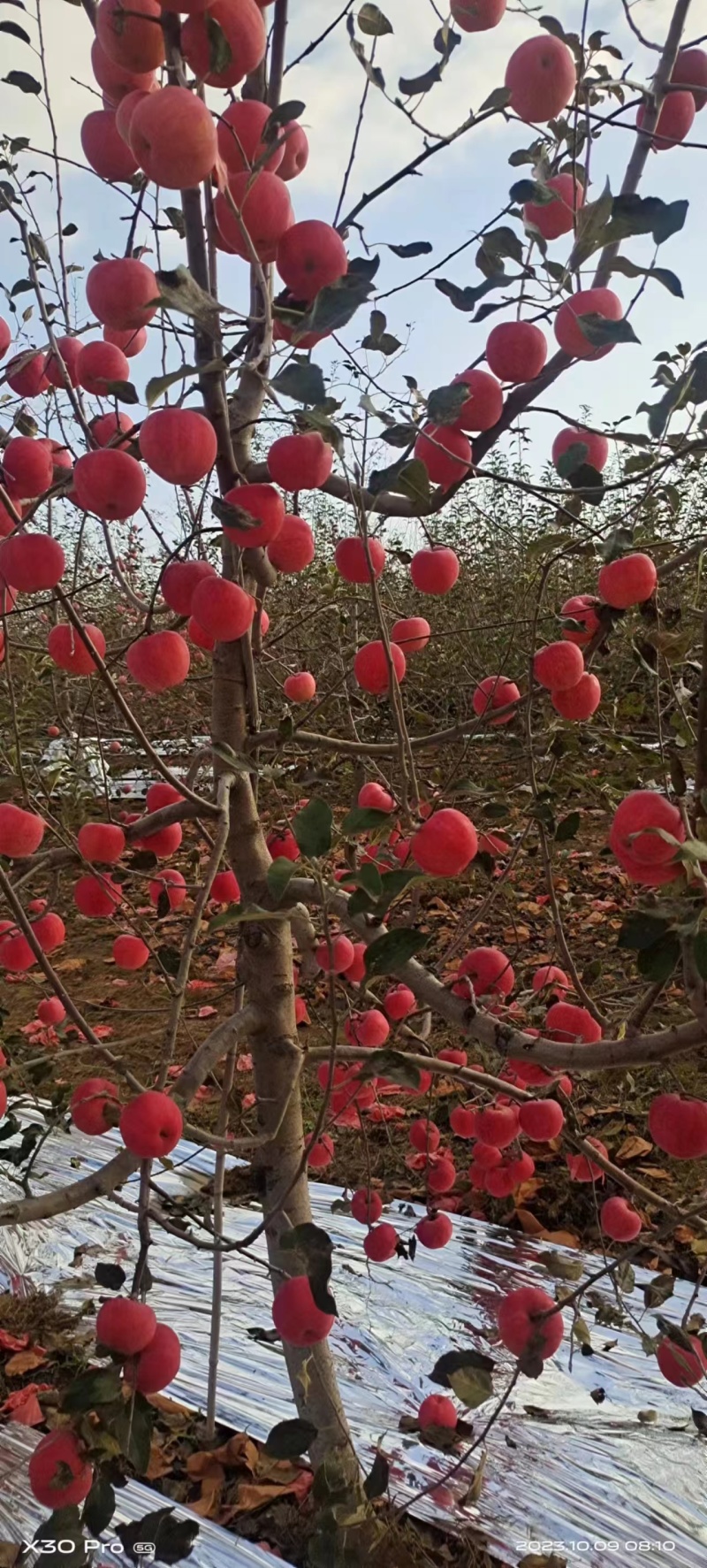 陕西苹果嘎啦苹果大量有货欢迎致电合作可视频