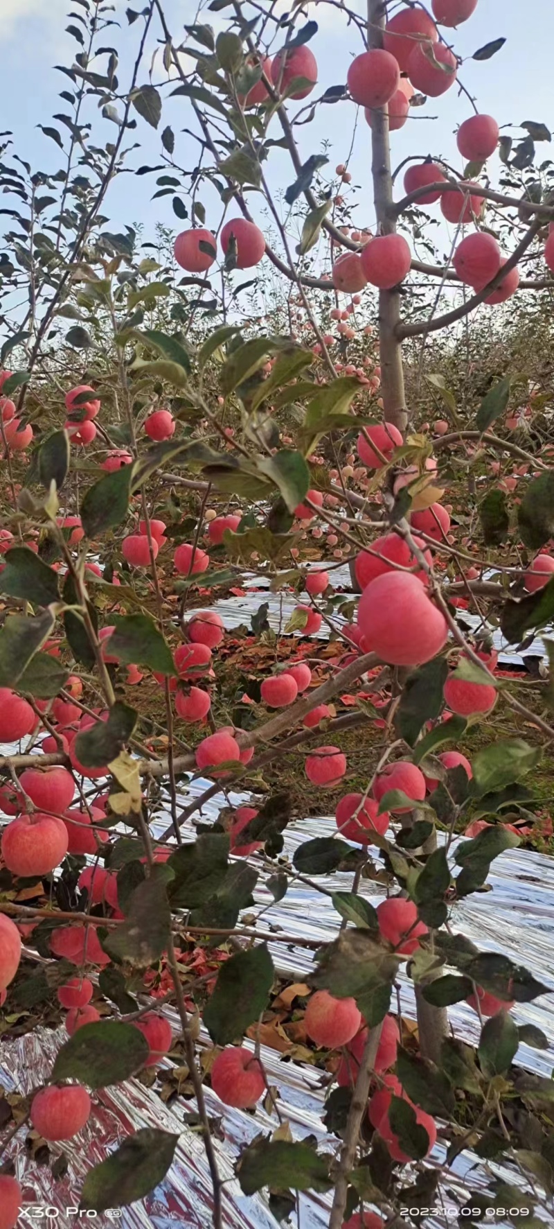 陕西苹果嘎啦苹果大量有货欢迎致电合作可视频