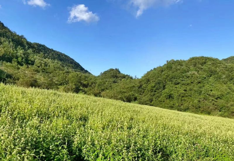 【实力商家】优质川牛膝品质保障价优可视频看货欢迎