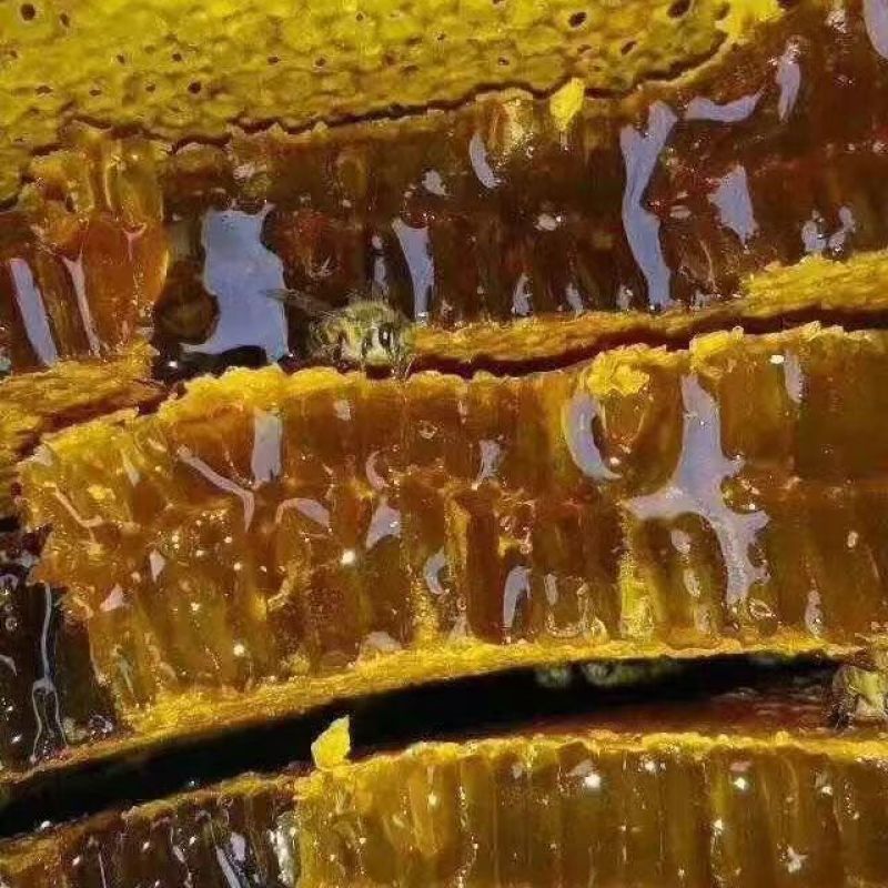 【包邮】土蜂蜜量大质优价格优惠一手货源支持视频看货