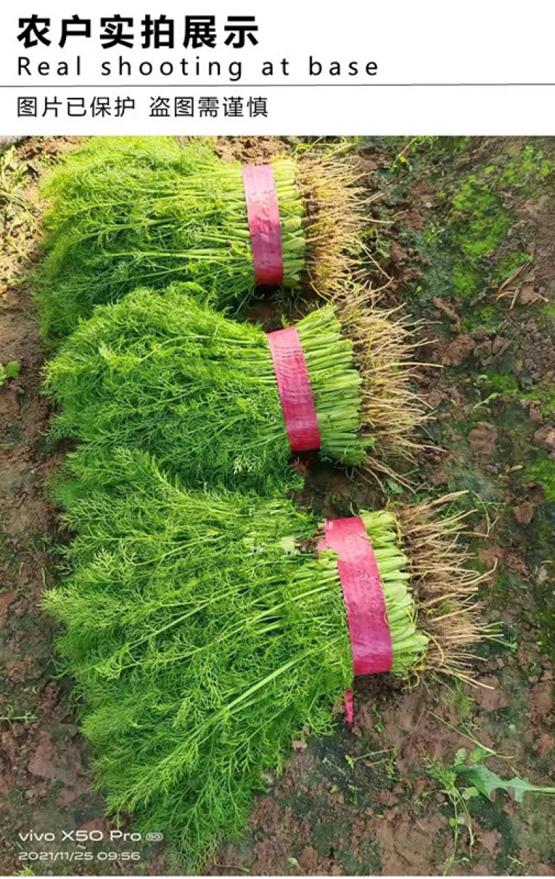 [标题]割茬茴香种子茎叶绿扁梗耐热耐寒耐湿叶大