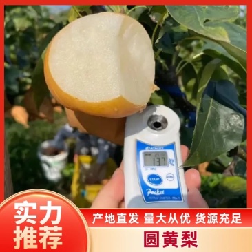 优质梨圆黄梨皮薄汁多口感甜脆一手货源对接全国欢迎来电