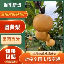 梨，圆黄梨，个大，口感脆甜，保质质量，一手货源。