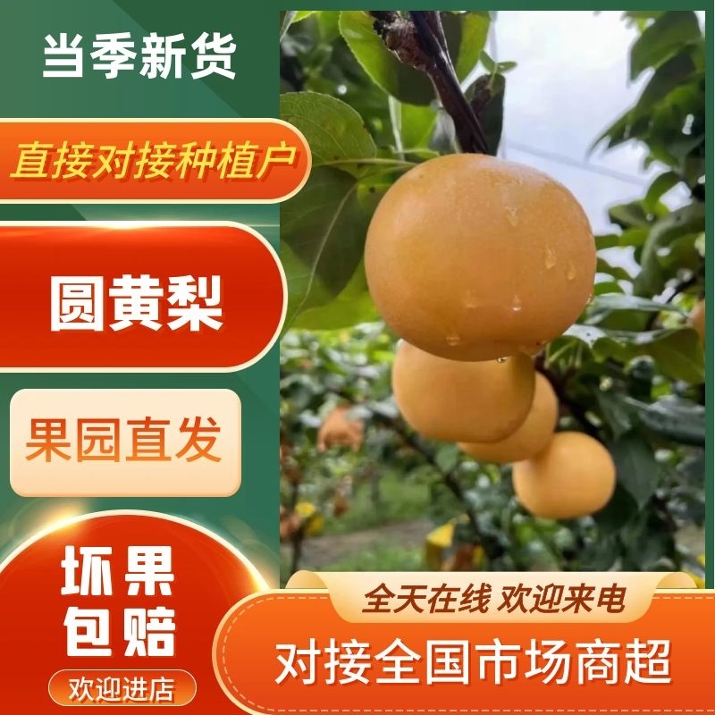 梨，圆黄梨，个大，口感脆甜，保质质量，一手货源。