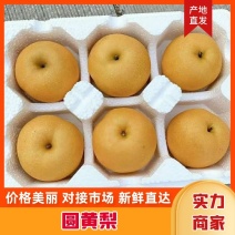 圆黄梨安徽梨产地直发口感脆甜对接电商市场社区团购