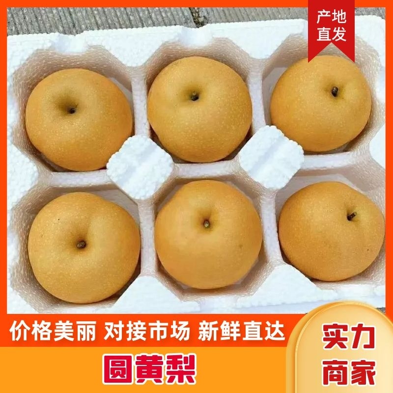 圆黄梨安徽梨产地直发口感脆甜对接电商市场社区团购