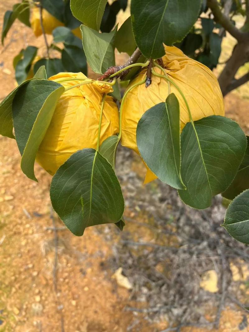 【优选】云南梨子雪花梨-产地直发-诚信经营-价格优惠