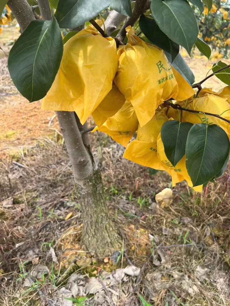 【优选】云南梨子雪花梨-产地直发-诚信经营-价格优惠