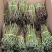 新鲜铁皮石斛每天都有现货大量批发胶质好粗胖长条短条都有一