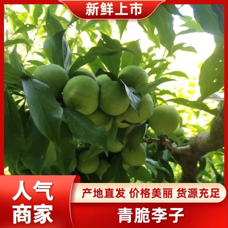 《网红款》青脆李个大饱满口感酸甜量大批发全国接单