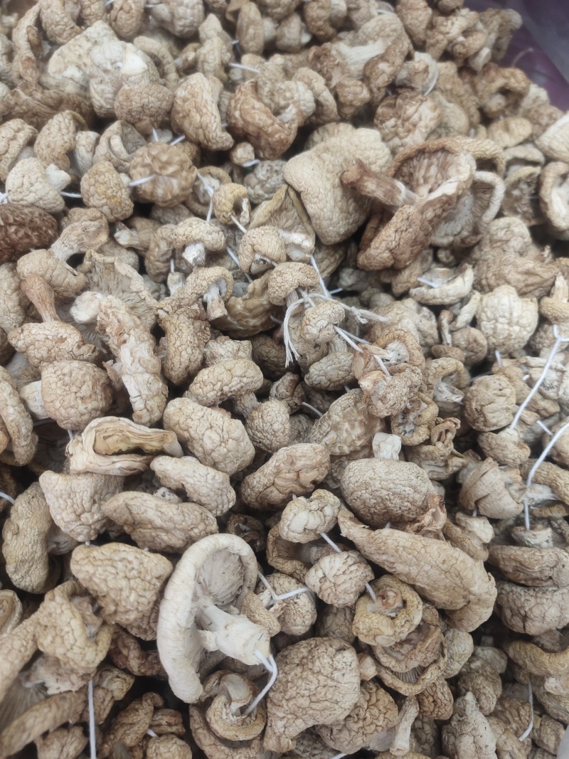 石渠白菌干货一手货源产地直发量大从优可供商超