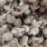 石渠白菌干货一手货源产地直发量大从优可供商超