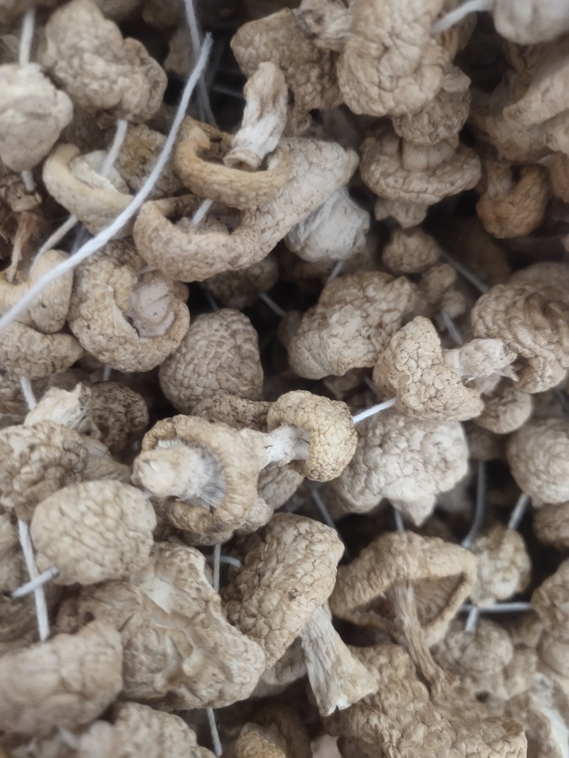 石渠白菌干货一手货源产地直发量大从优可供商超