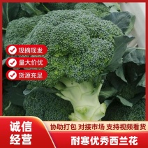 【精】宁夏西兰花固原西兰花基地直发全国市场协助找车欢迎来电