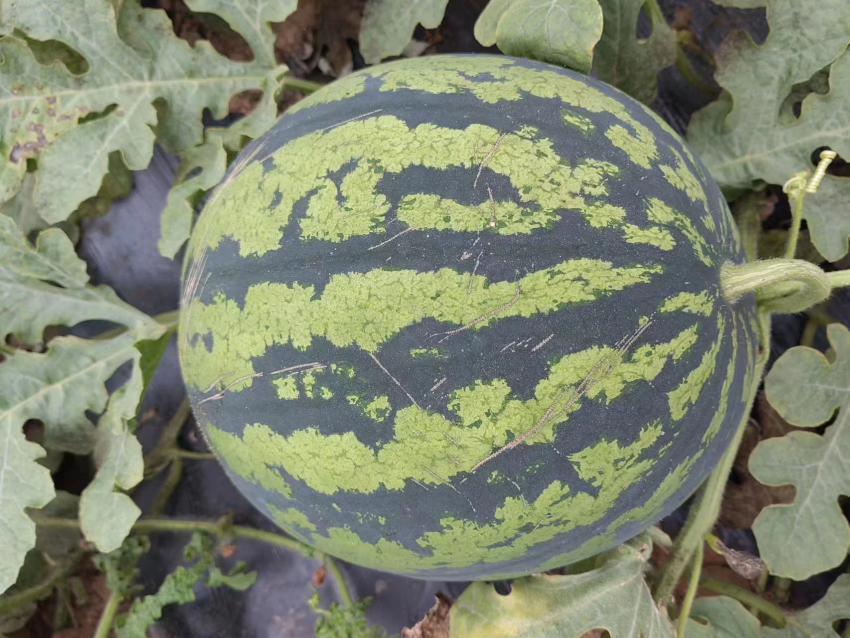 成熟的美都西瓜在阳光下呈现出鲜亮的绿色条纹,果皮光滑,果实饱满,背景为绿色藤蔓和叶片 美都西瓜在阳光下的成熟果实