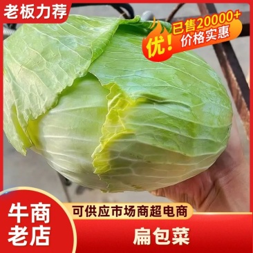 【新品甘蓝】湖北扁包菜京丰一号包菜奥奇拉一手货源产地直供