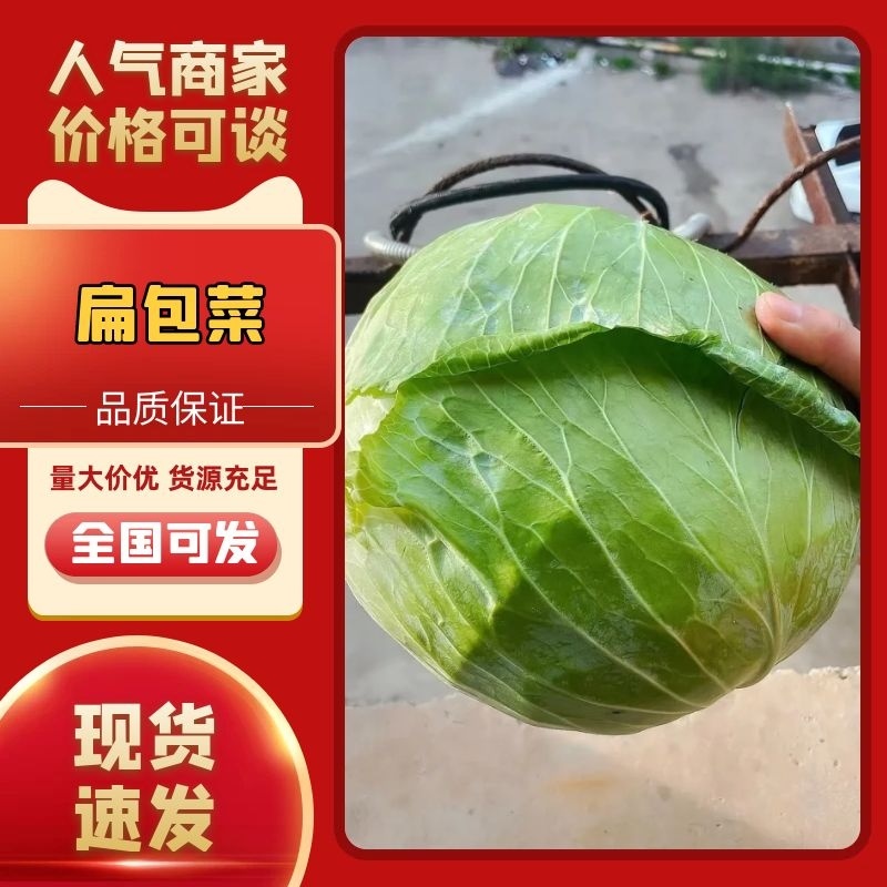 【新品甘蓝】湖北扁包菜京丰一号包菜奥奇拉一手货源产地直供