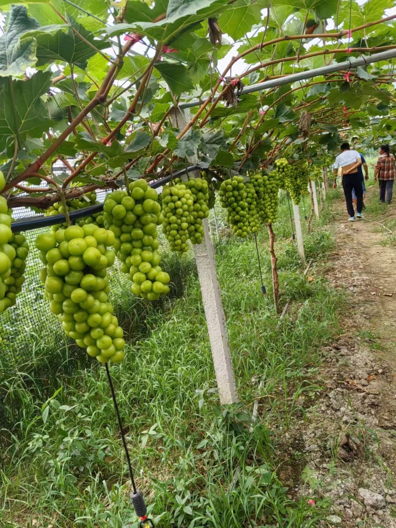 潜江阳光玫瑰葡萄对接全国产地直发欢迎电联