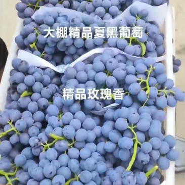 （推荐）夏黑葡萄价格低口感佳品质保证欢迎新老客户选购