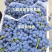 （推荐）夏黑葡萄价格低口感佳品质保证欢迎新老客户选购