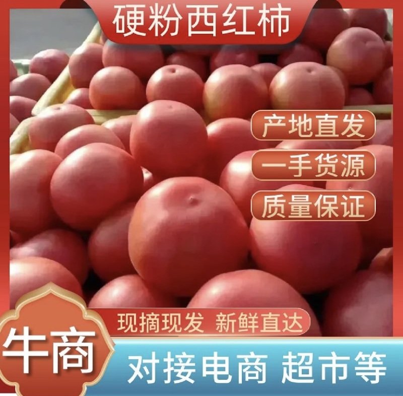 【优选】山东聊城硬粉西红柿山东西红柿新鲜现摘弧三以上