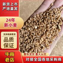 24年新小麦产地直发品质量大进店咨询