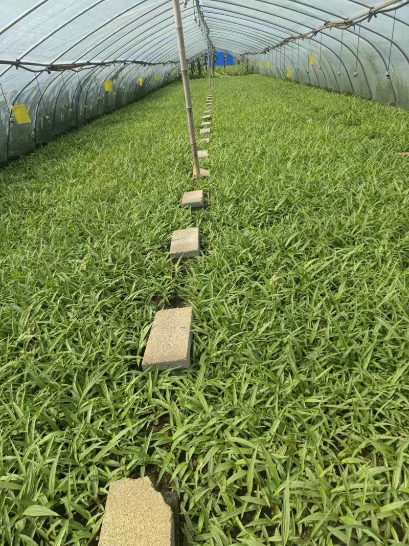 【精品】白芨种苗紫精品货源种植基地直供质量保证欢迎