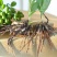 【精品】白芨种苗紫精品货源种植基地直供质量保证欢迎
