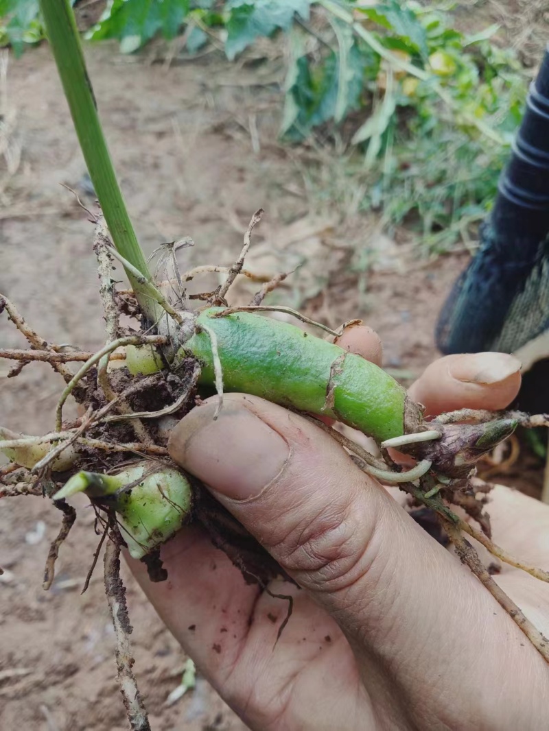 【精品】白芨种苗紫精品货源种植基地直供质量保证欢迎