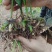 【精品】白芨种苗紫精品货源种植基地直供质量保证欢迎