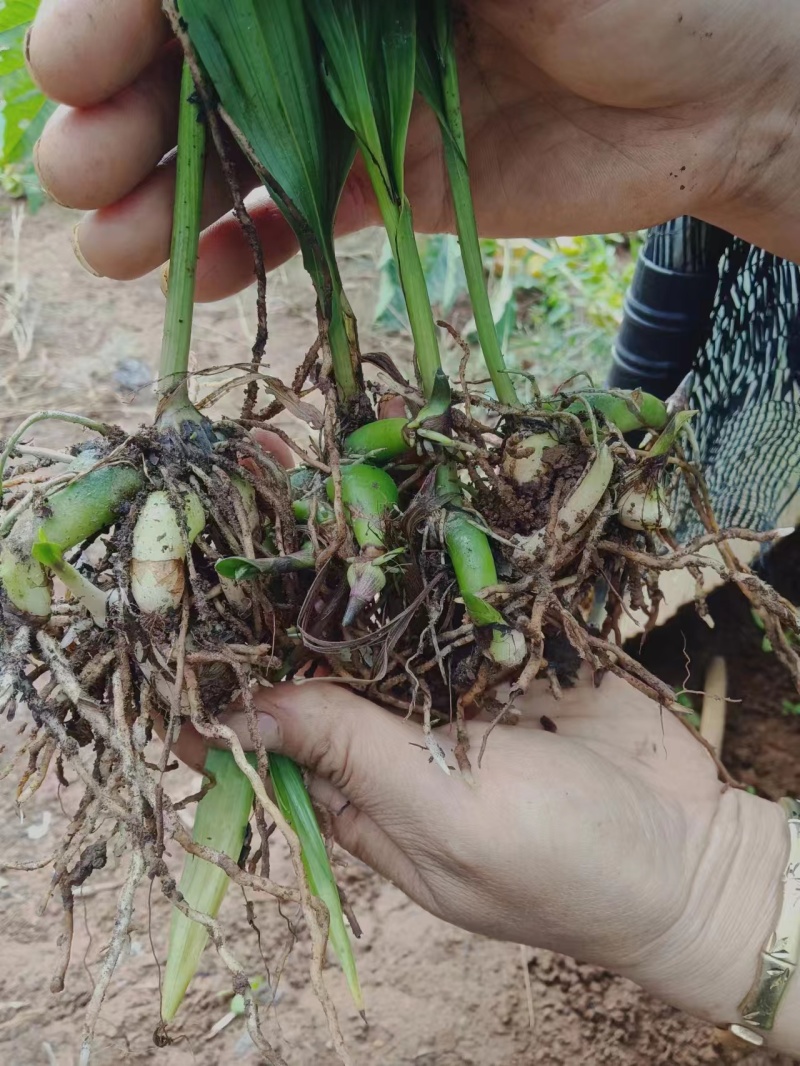 【精品】白芨种苗紫精品货源种植基地直供质量保证欢迎