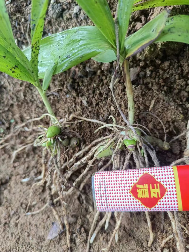 【精品】白芨种苗紫精品货源种植基地直供质量保证欢迎