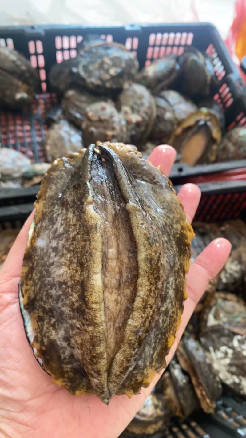 黄金鲍/鲍鱼/福建黄金鲍/产地直发/假一赔十/欢迎致电