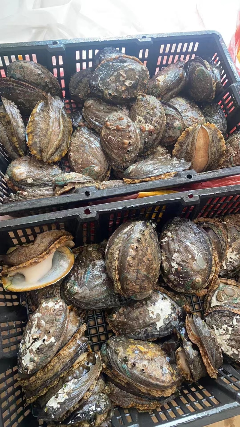 黄金鲍/鲍鱼/福建黄金鲍/产地直发/假一赔十/欢迎致电