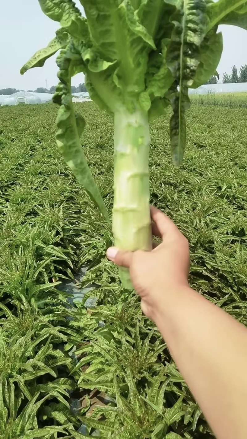 精品莴笋青笋产地直发莴苣品质保证欢迎咨询合作