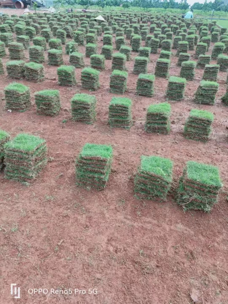 草坪草大量供应精品马尼拉草，打造绿色家园，快速铺设，品质保证